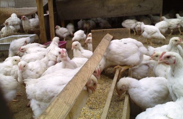  Adición de medicamentos para la coccidiosis a los alimentos de aves