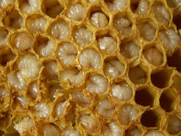  Open trotting brood