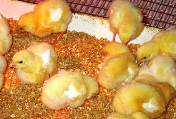  Los pollos picotean en la comida