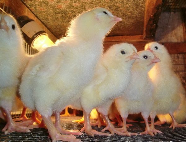 Pollos crecidos