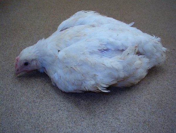  Coccidiosis De Pollo