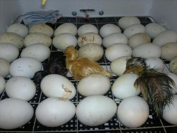  The first chicks in the incubator.