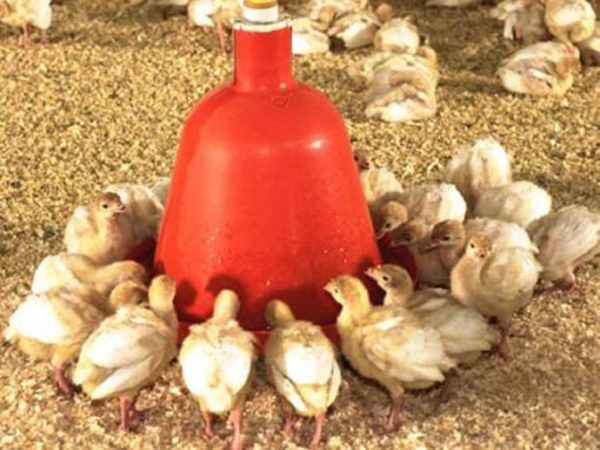  Avtopoilka para pájaros