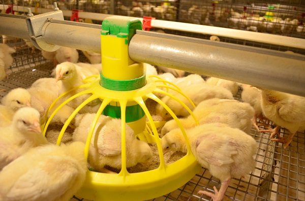  Nutrición de pollo