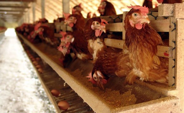  Organization of feeding on an industrial scale