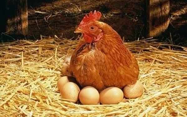  Camada de frango