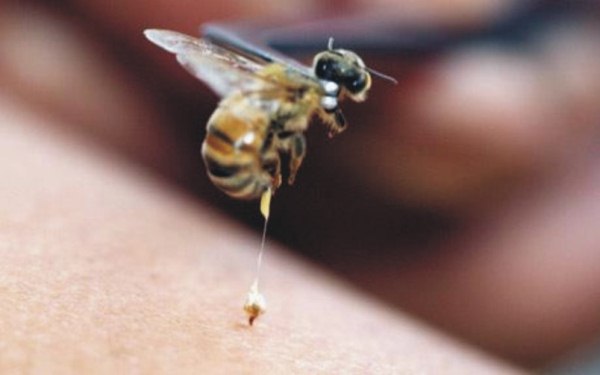  Bee venom