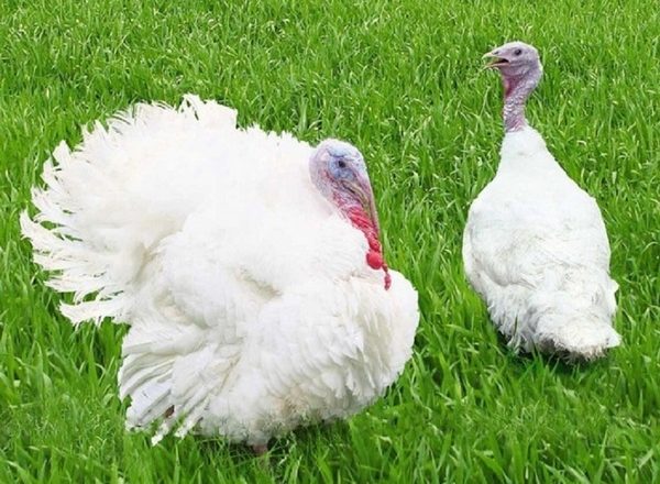  cría de pavos de engorde
