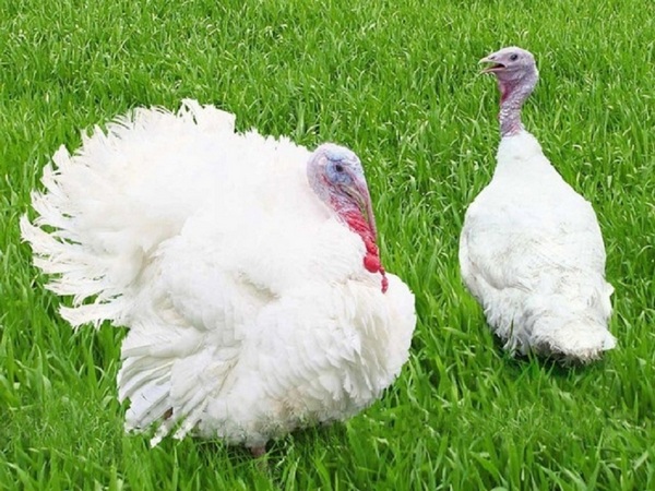  cría de pavos de engorde