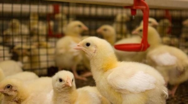  Pollos de engorde en jaulas.