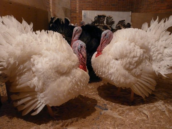  Contenido de aves adultas en la pluma.