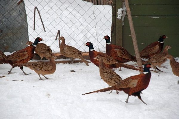  faisanes en invierno