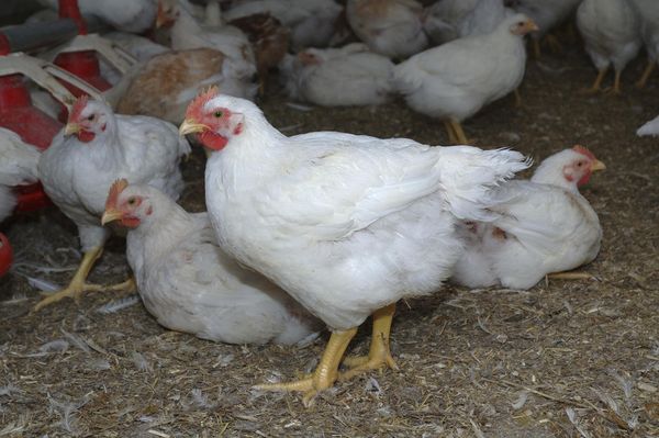  pollos de engorde