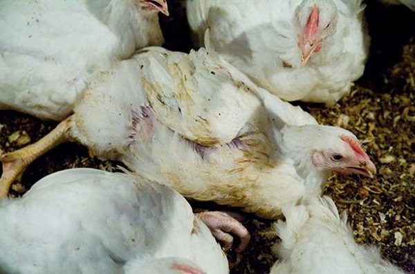  Infezione di polli da carne con influenza aviaria