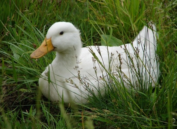  patos de engorde
