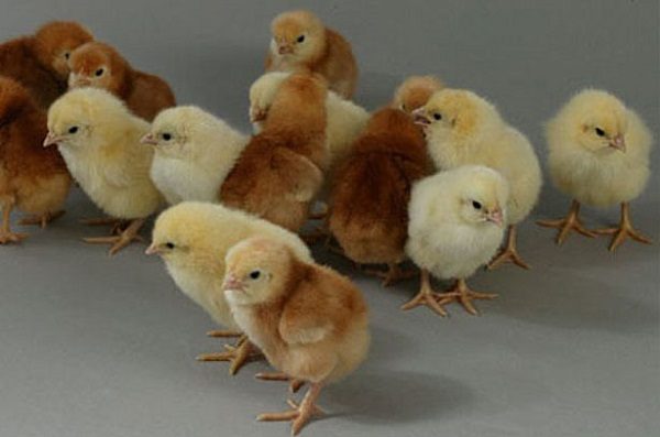  Breeding breed