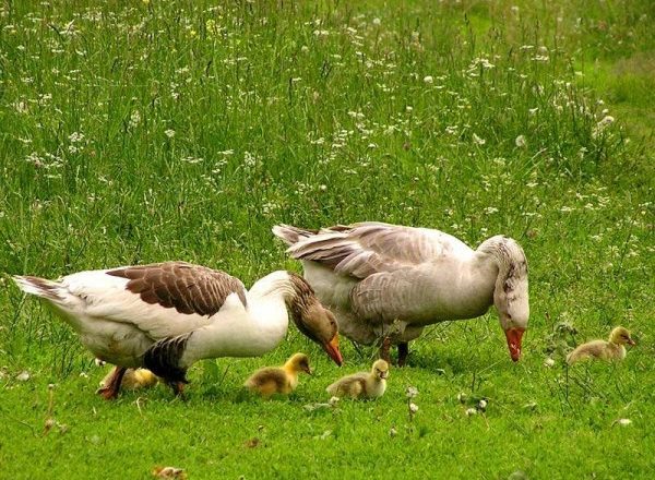  Alimentación de pichones