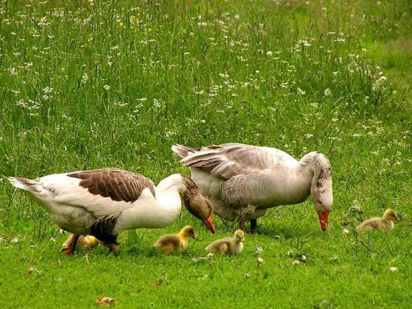  Feeding goslings