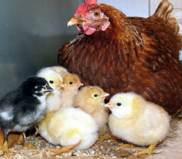  Pacientes con pollos de coccidiosis.