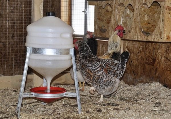 medicamento para aves adultas