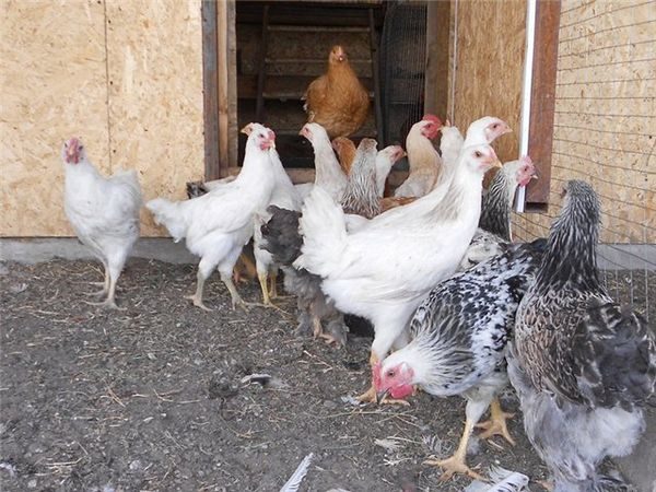  broilers de dos meses