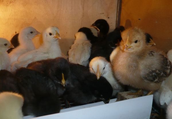  pollos de dos semanas