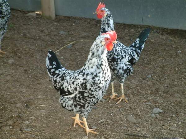  Leggorn Hens