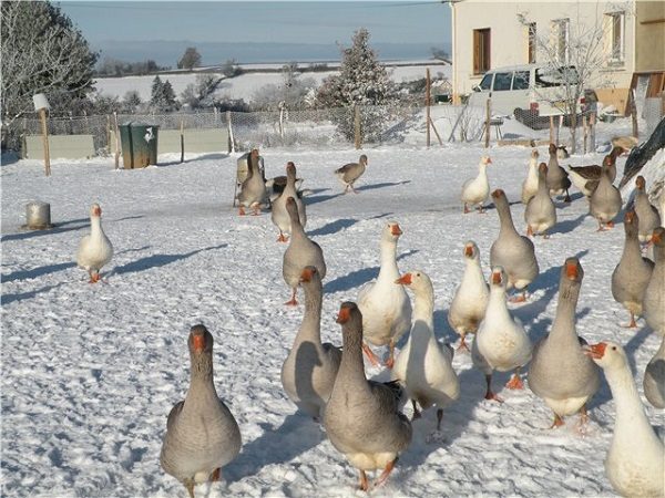 Winter hardiness of breeding geese