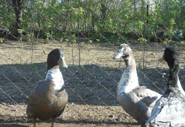  duck favorite