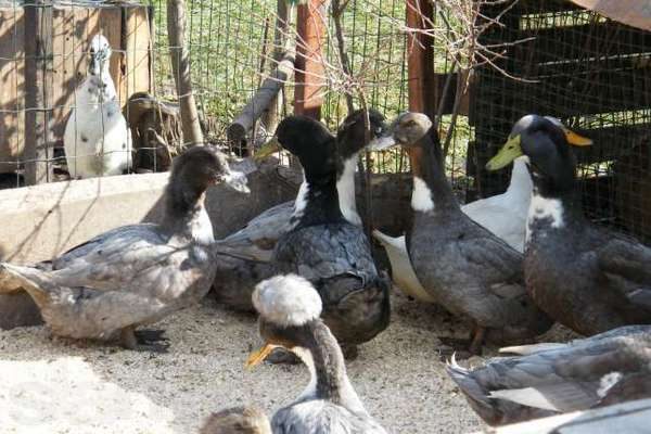 pato favorito en la pluma