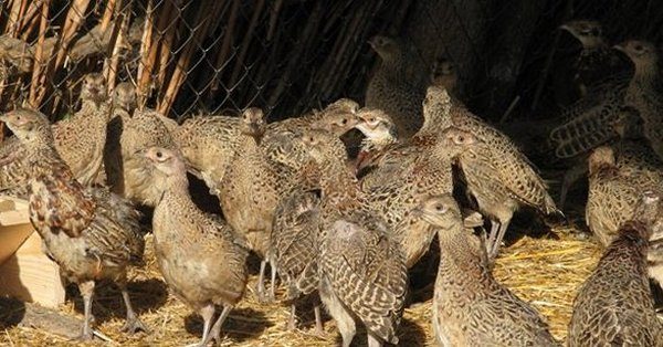  Faisanes en la pluma