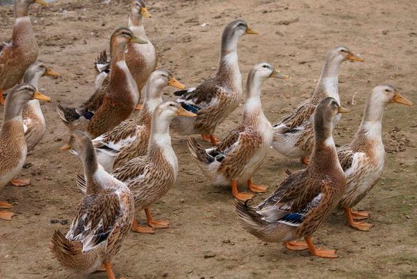  Raza de pato bashkir
