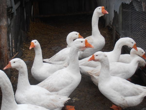  geese linda