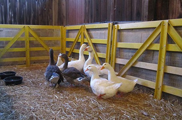  Adult geese in the pen