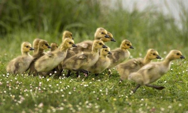  Grown Goslings