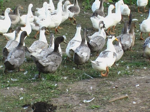 patitos favoritos