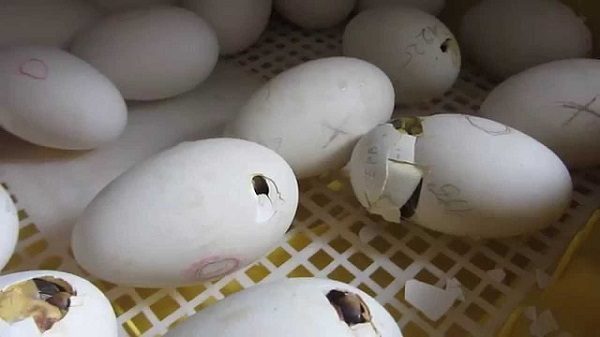  The onset of chicks in the incubator.