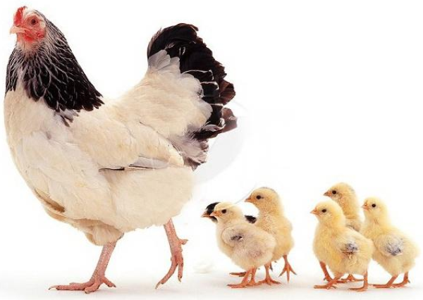  Hen with chickens