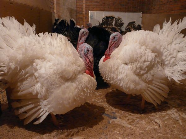  turkey big 6