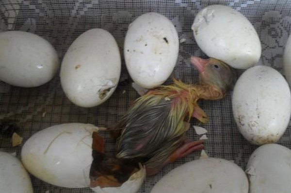  Hatching goslings