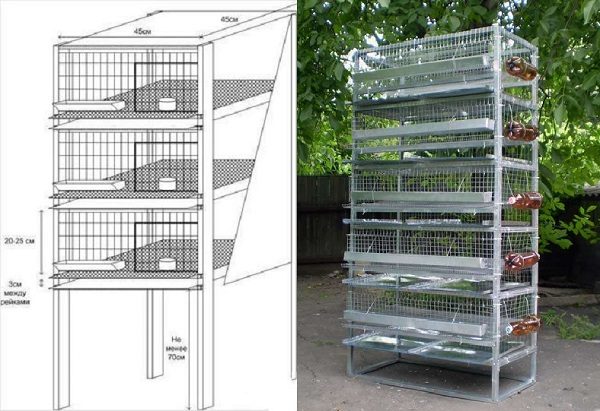  Scheme and finished cage for 50 heads
