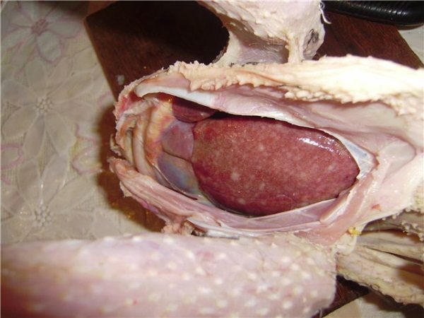  Coccidiosis en aves
