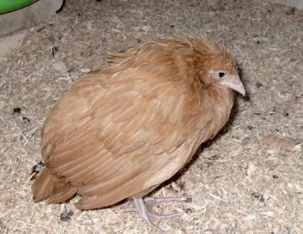  Coccidiosis De Chick
