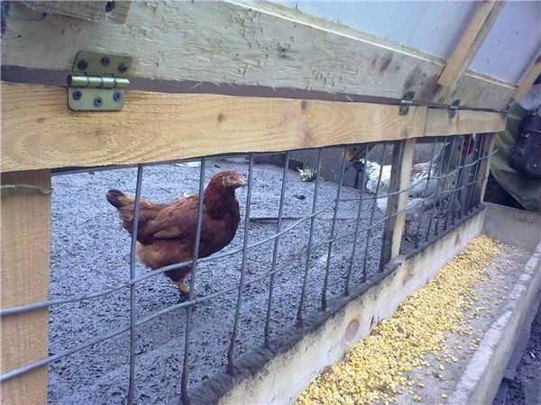  chicken feeder