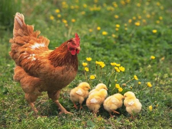 Pollo casero con pollos