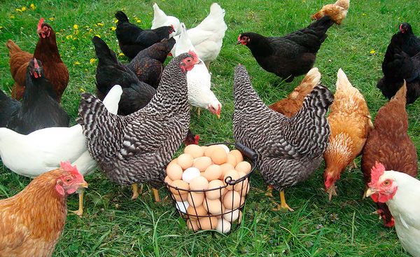  gallinas ponedoras