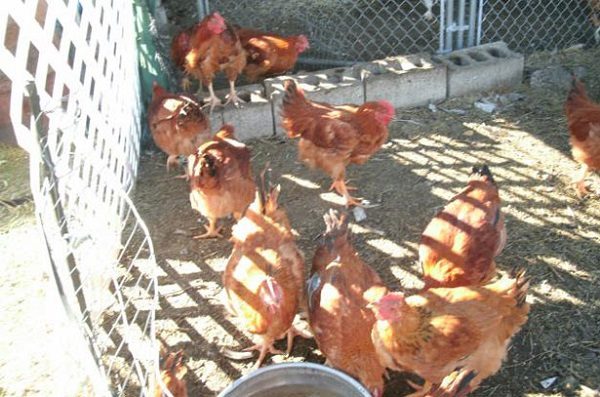  Breeding redbro chickens