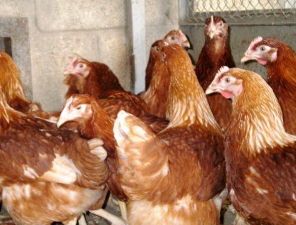 Breed of hens rhodonite