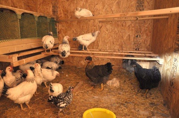  Chickens in the hen house