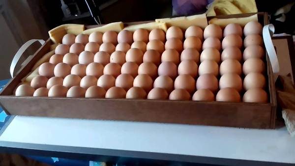  Eggs for laying in the Blitz incubator